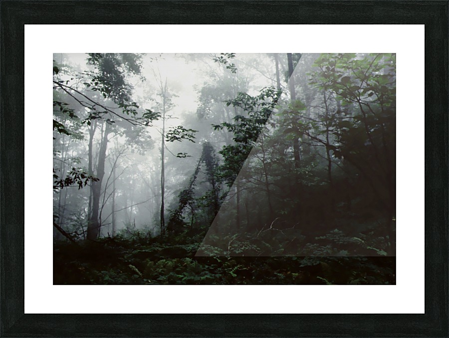 Forest Fog Picture Frame print