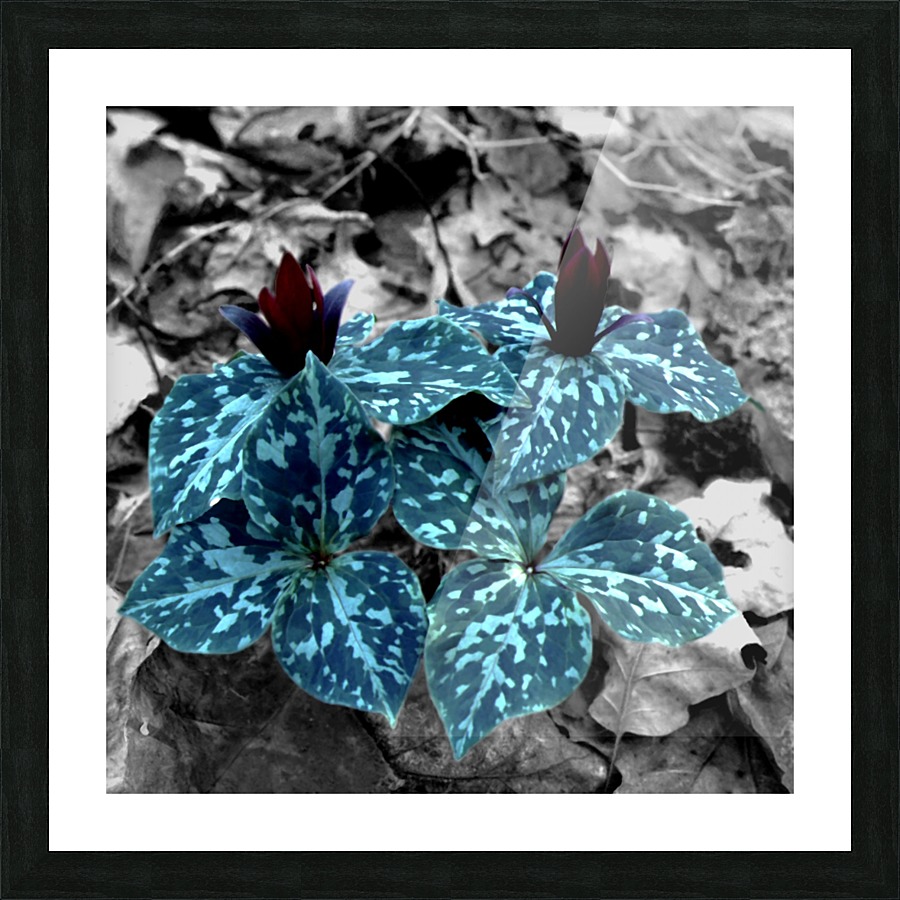 Camouflaged Flowers  Picture Frame print
