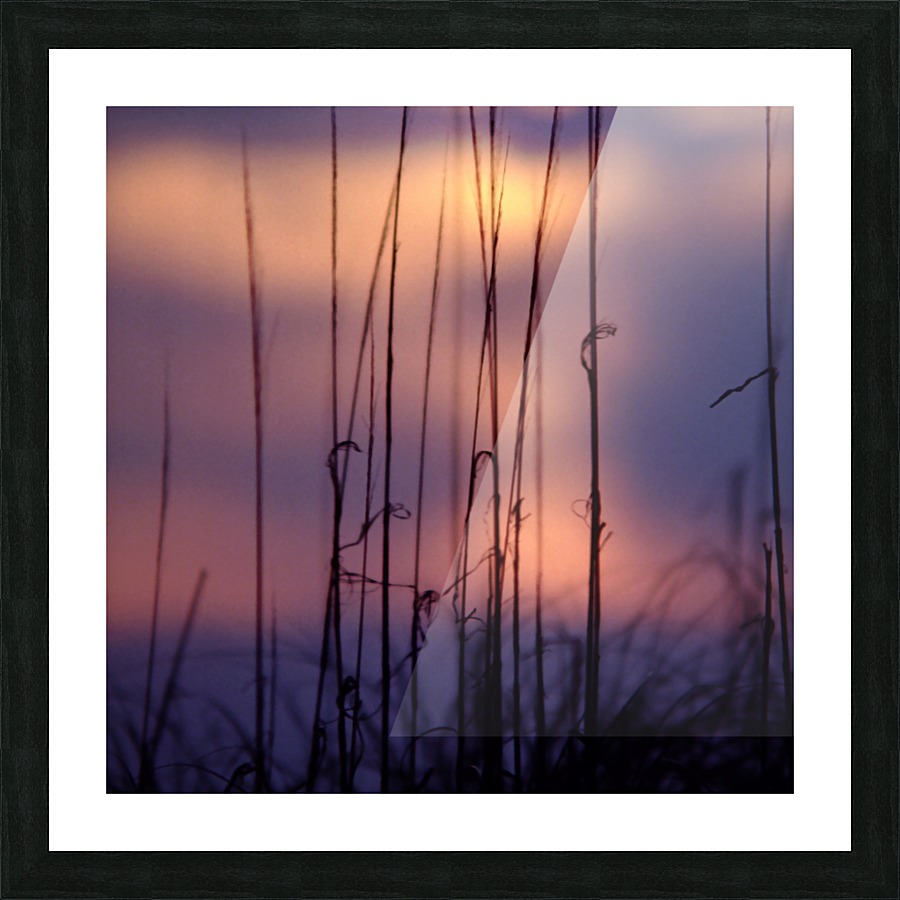 Reed Sunset square Picture Frame print