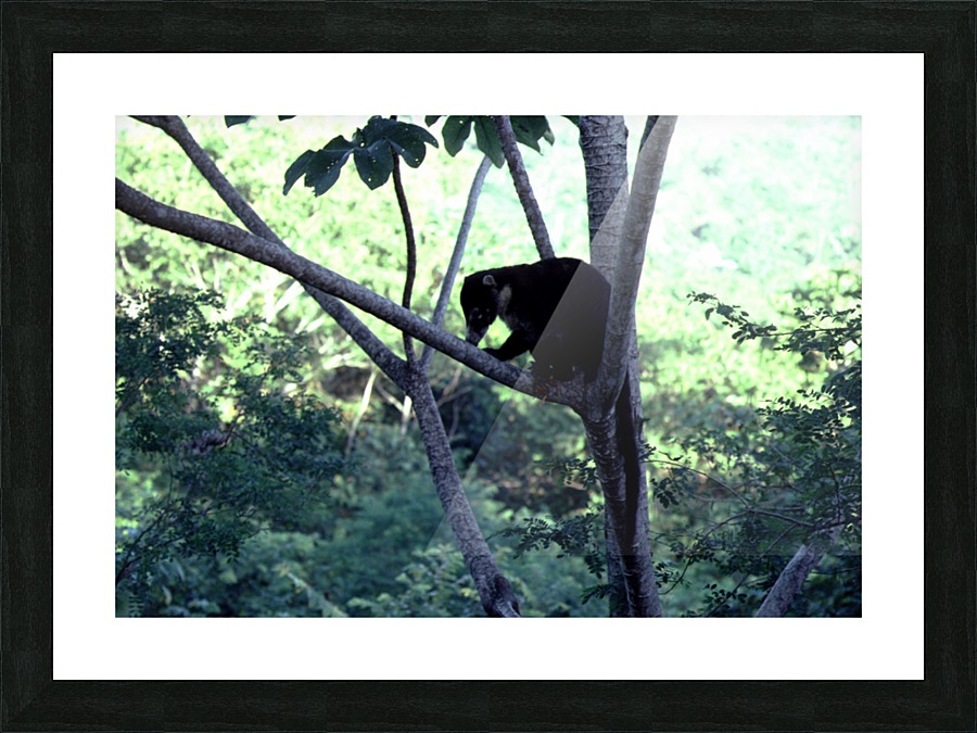 Coatimundi Picture Frame print