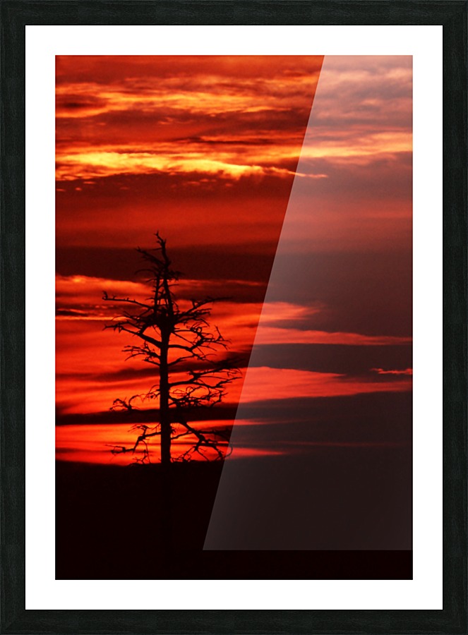 Kindled Tree Picture Frame print