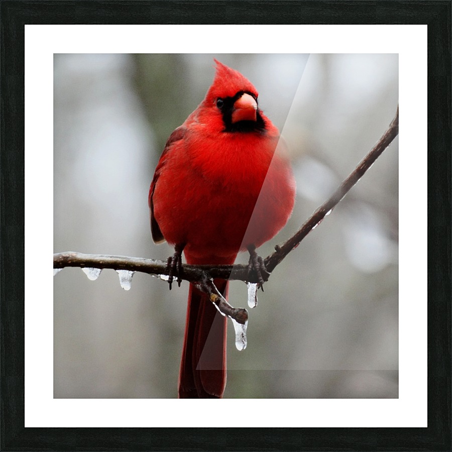 Winter Cardinal Picture Frame print