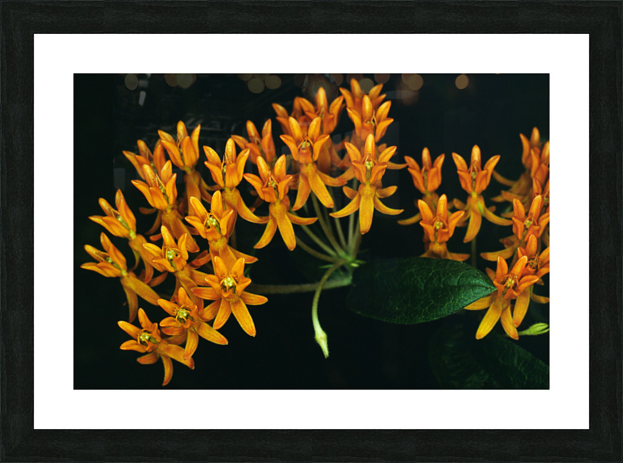 Butterfly Weed Picture Frame print