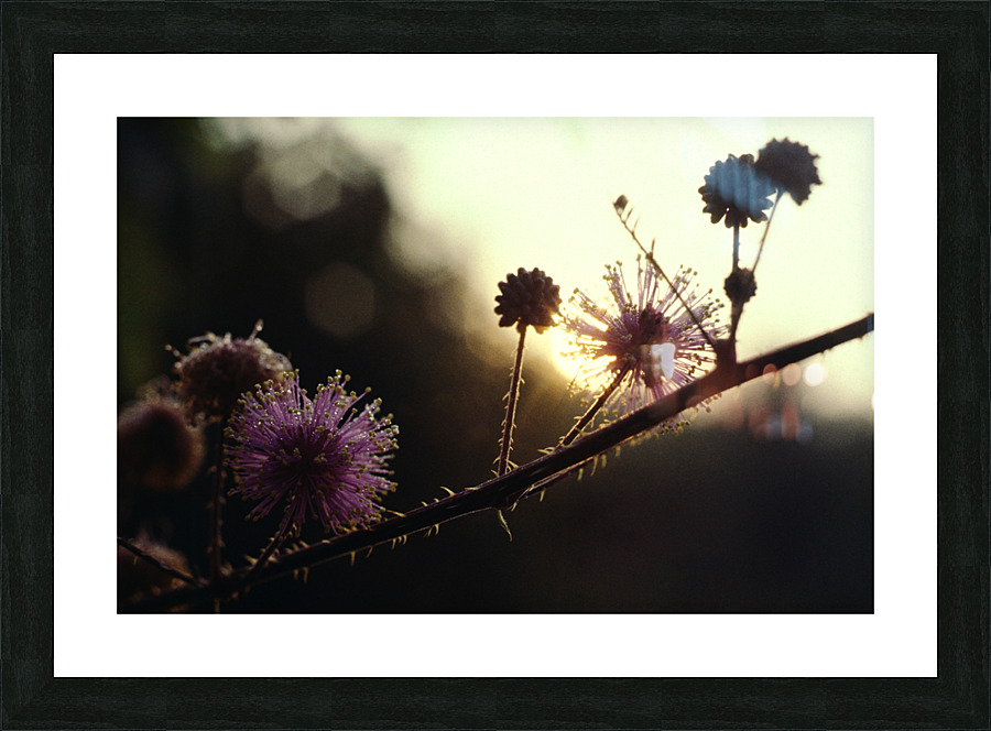 Sensitive Sunrise Picture Frame print