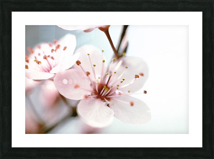 Apple Blush Picture Frame print
