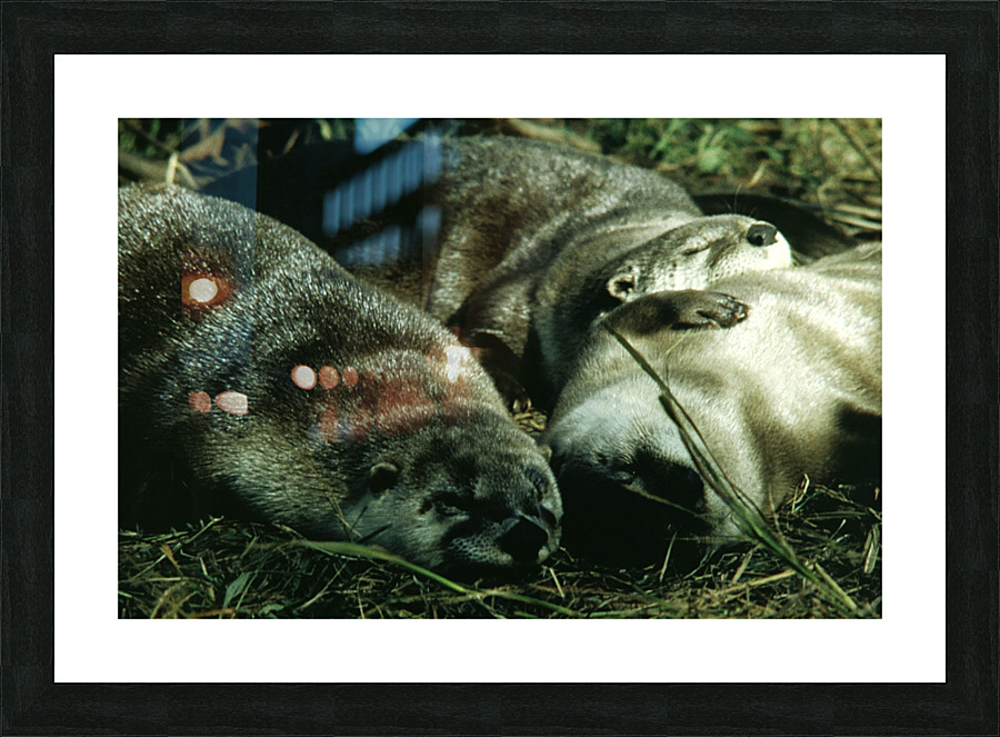 Cuddle Puddle Picture Frame print