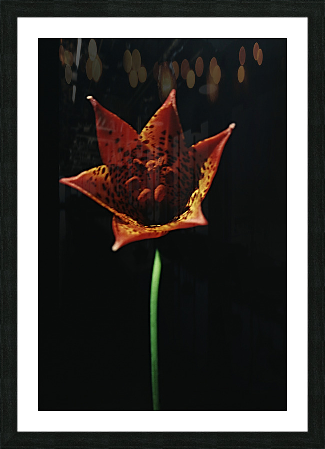 Fire Lilly Picture Frame print