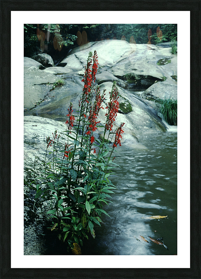 Cardinal Cascade Picture Frame print