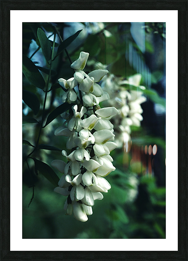 Black Locust Picture Frame print
