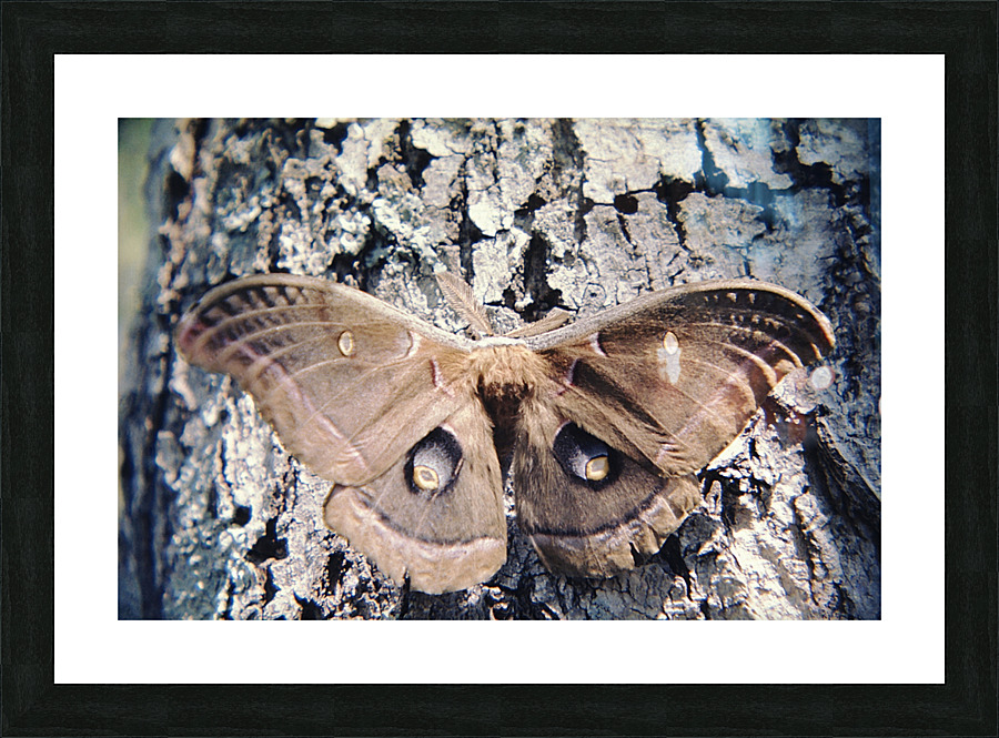 Polyphemus Moth Picture Frame print