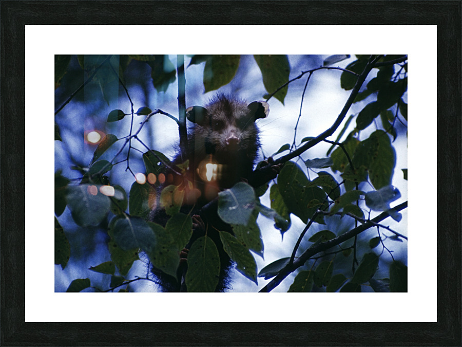 Crouching Opossum Picture Frame print