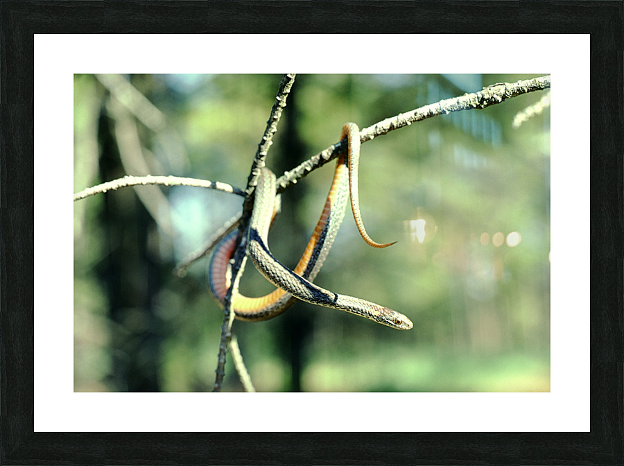 Red Bellied Snake Picture Frame print