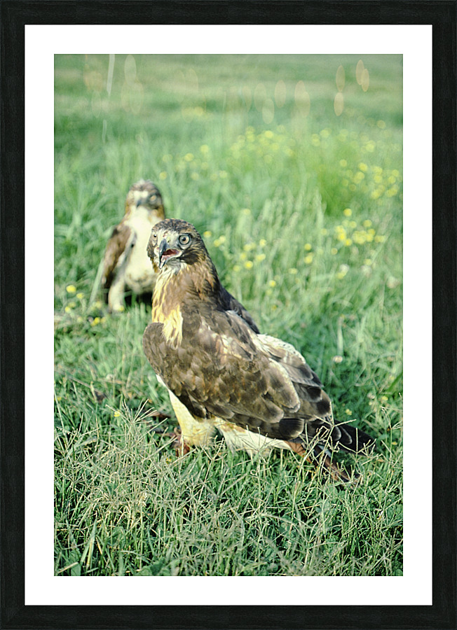 Surprised Hawk Picture Frame print