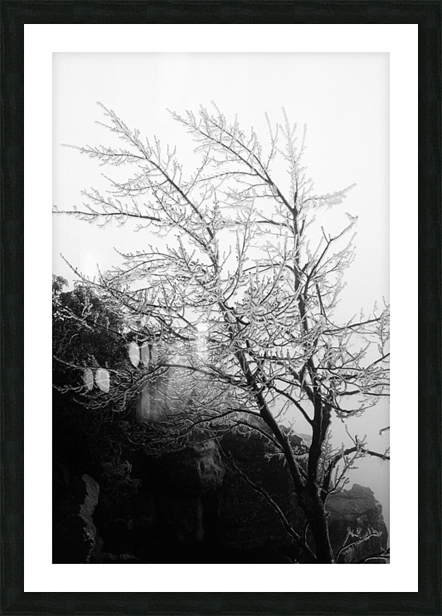 Glass Tree Picture Frame print