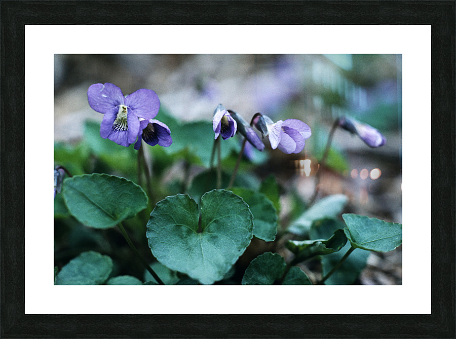 Wood Violets Picture Frame print