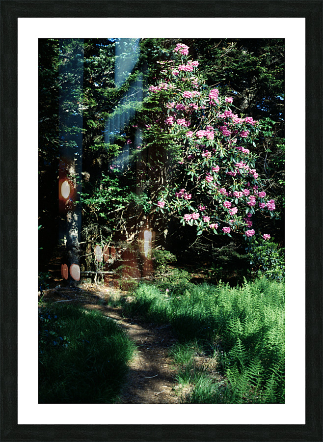 Rhododendron Road Picture Frame print