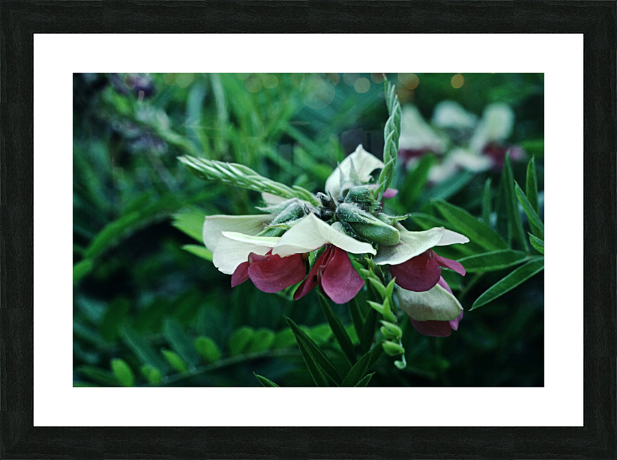 Mendel’s Rebel Picture Frame print