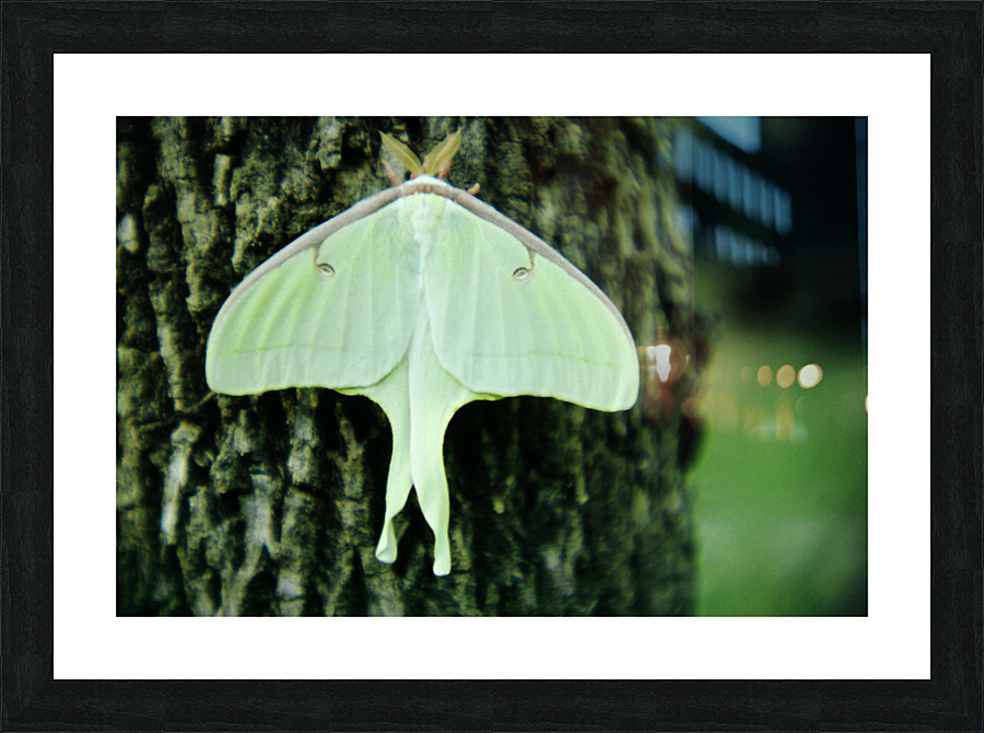 Luna Moth Picture Frame print