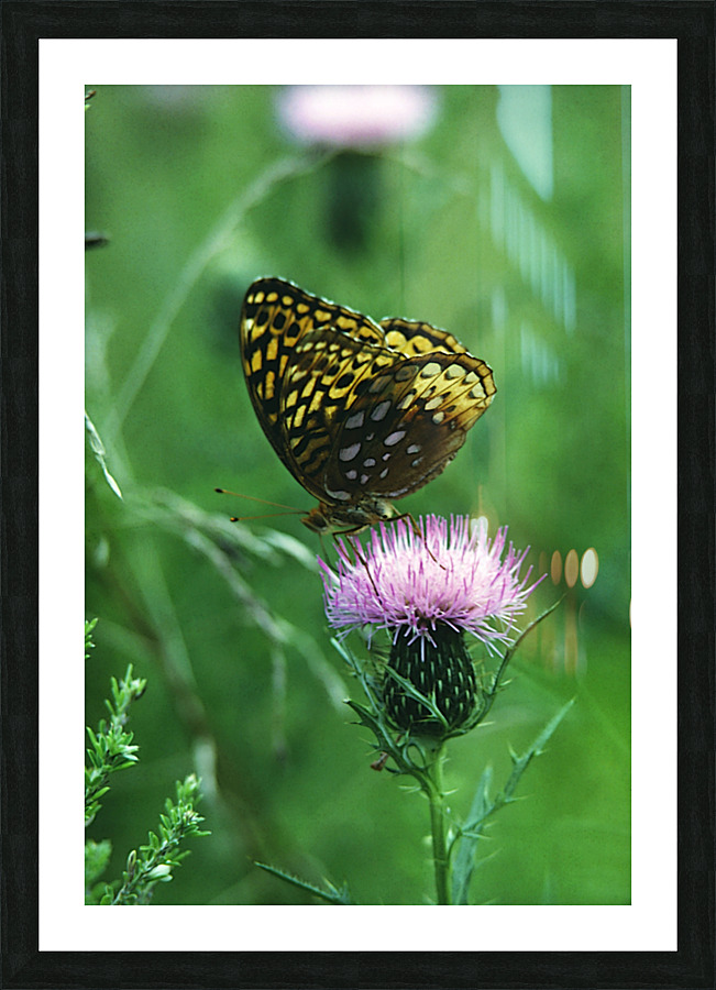 Fritillary on Thistle Picture Frame print