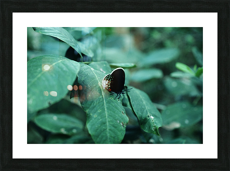 Atala Butterfly Picture Frame print