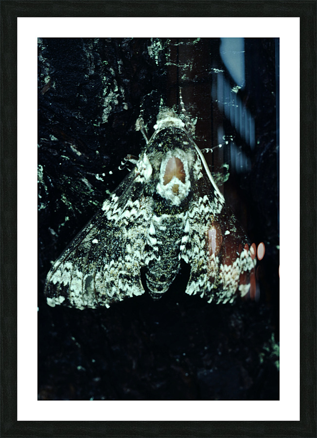 Pepper Moth Picture Frame print