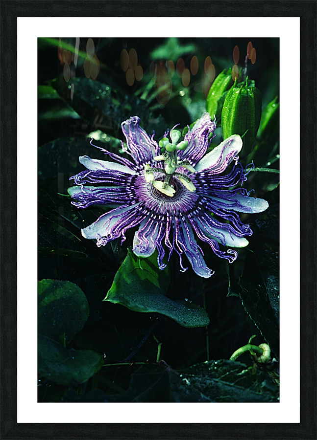 Passion Flower Picture Frame print