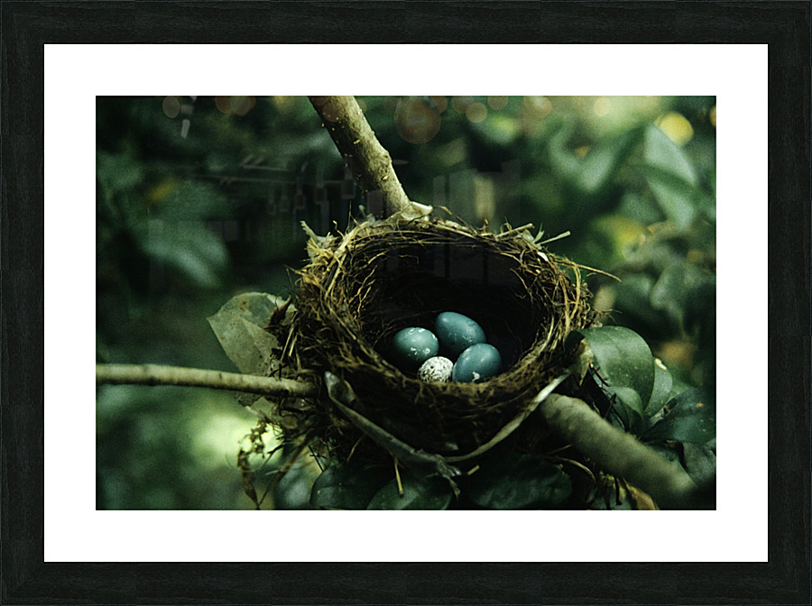 Robbin s Stowaway Picture Frame print