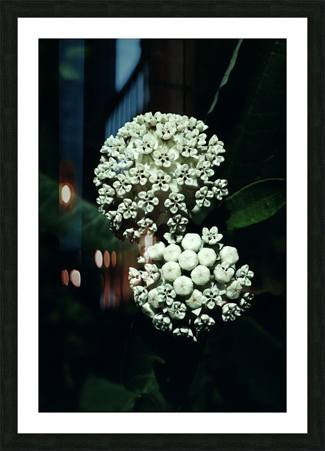 White Milkweed Picture Frame print