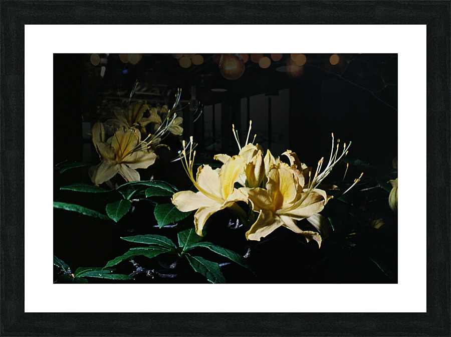 Yellow Azalea Picture Frame print