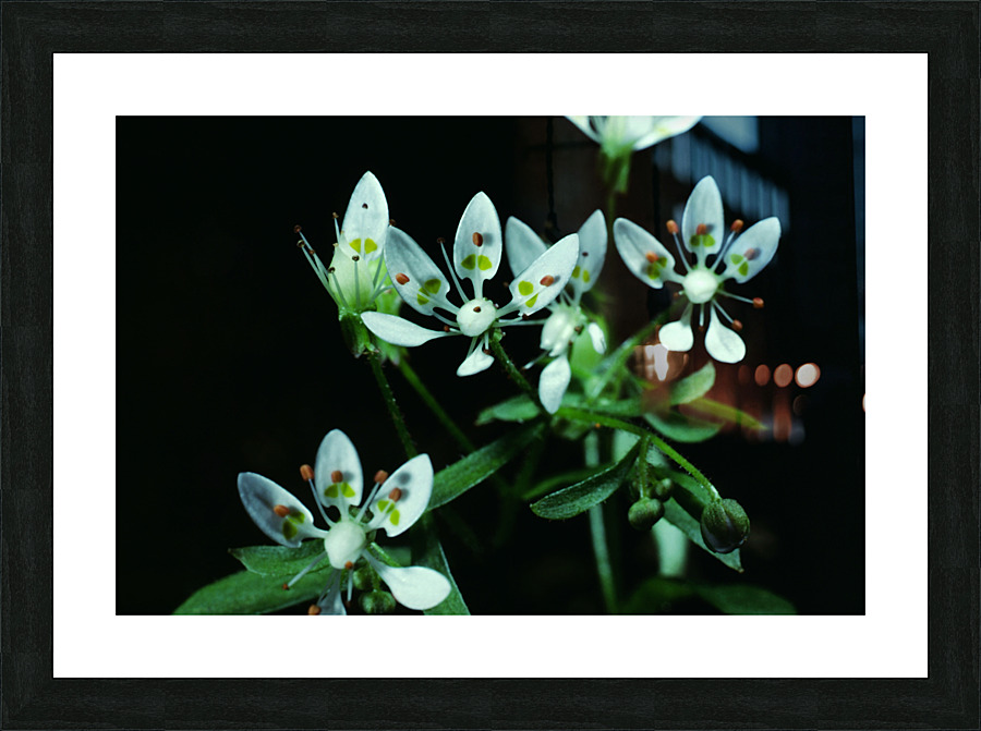 Cliff Saxifrage Picture Frame print
