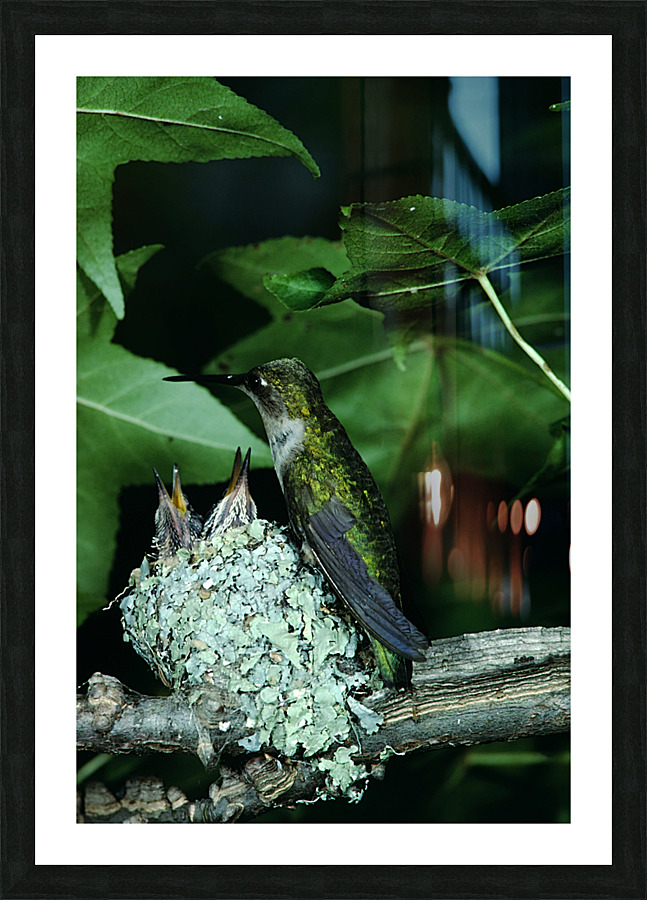 Humming Bird Nest Picture Frame print