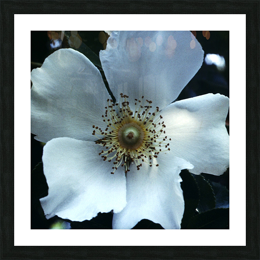Magnolia Picture Frame print