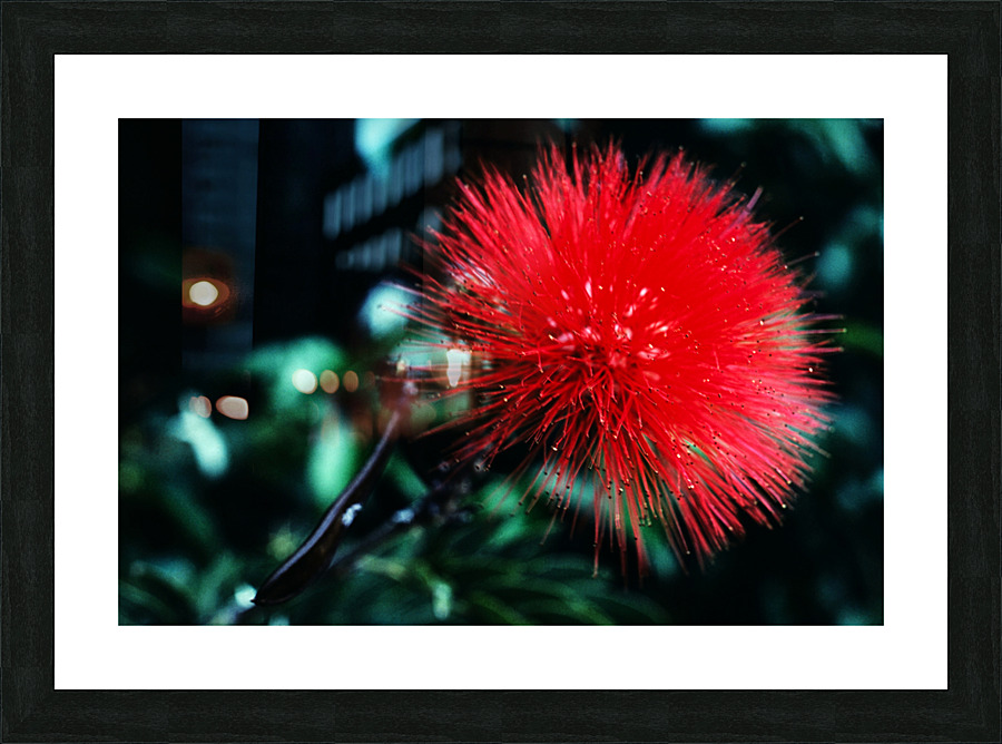Red Bottlebrush Picture Frame print