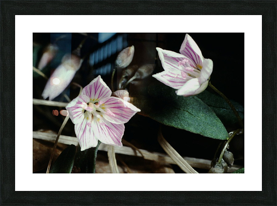 Spring Beauty Picture Frame print