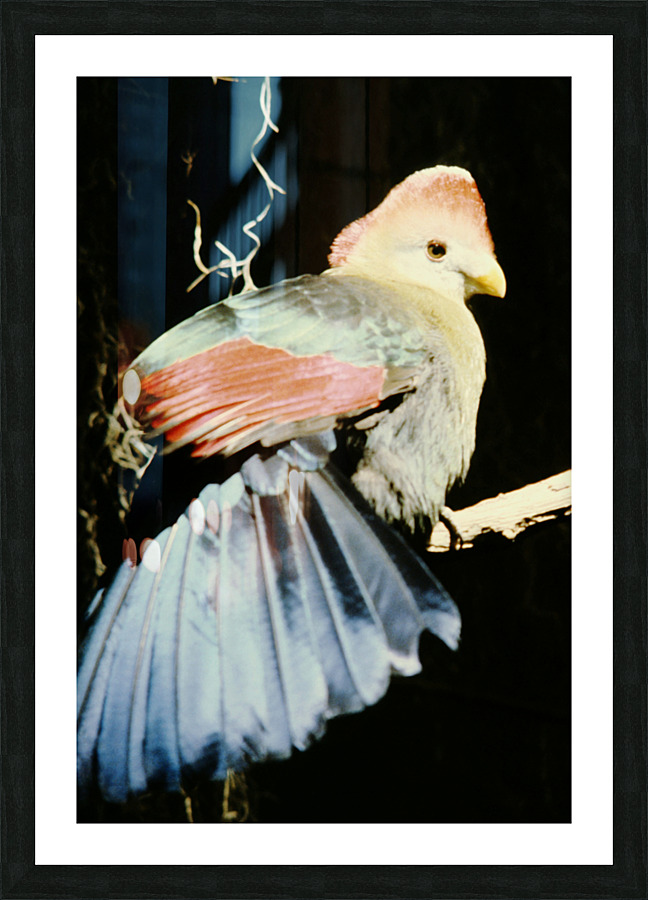 Unknown Beauty Picture Frame print