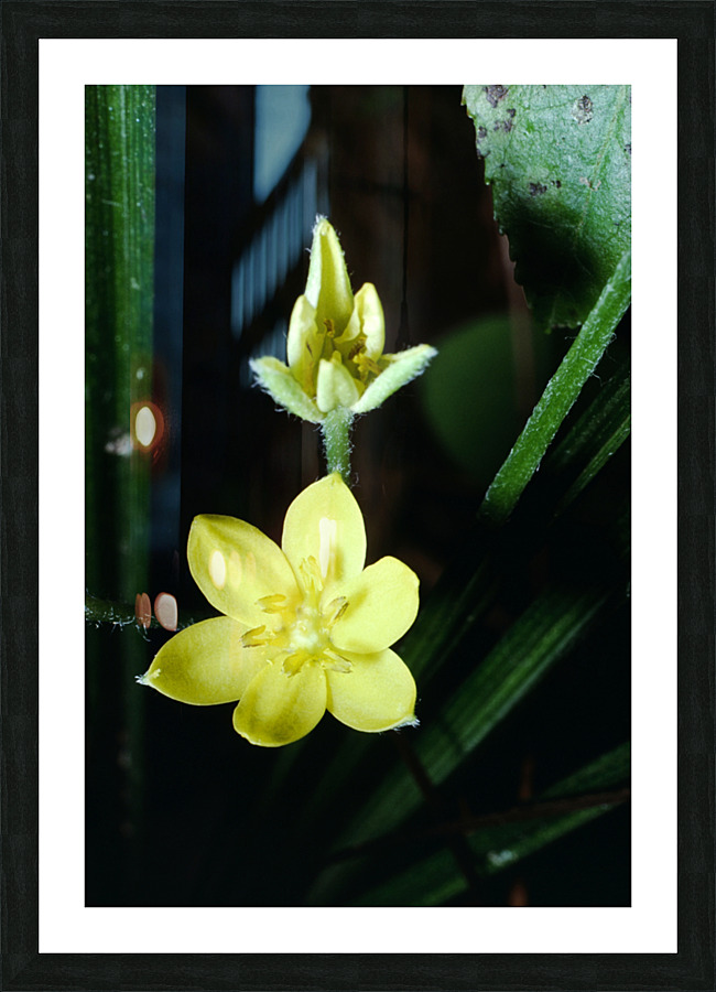 Yellow Star Grass Picture Frame print