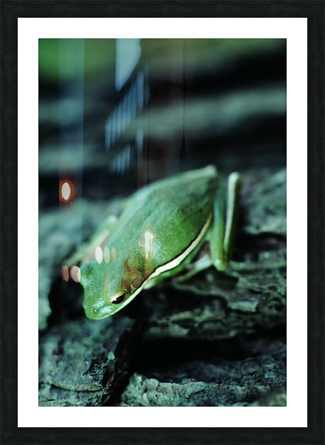 Downward Facing Frog Picture Frame print