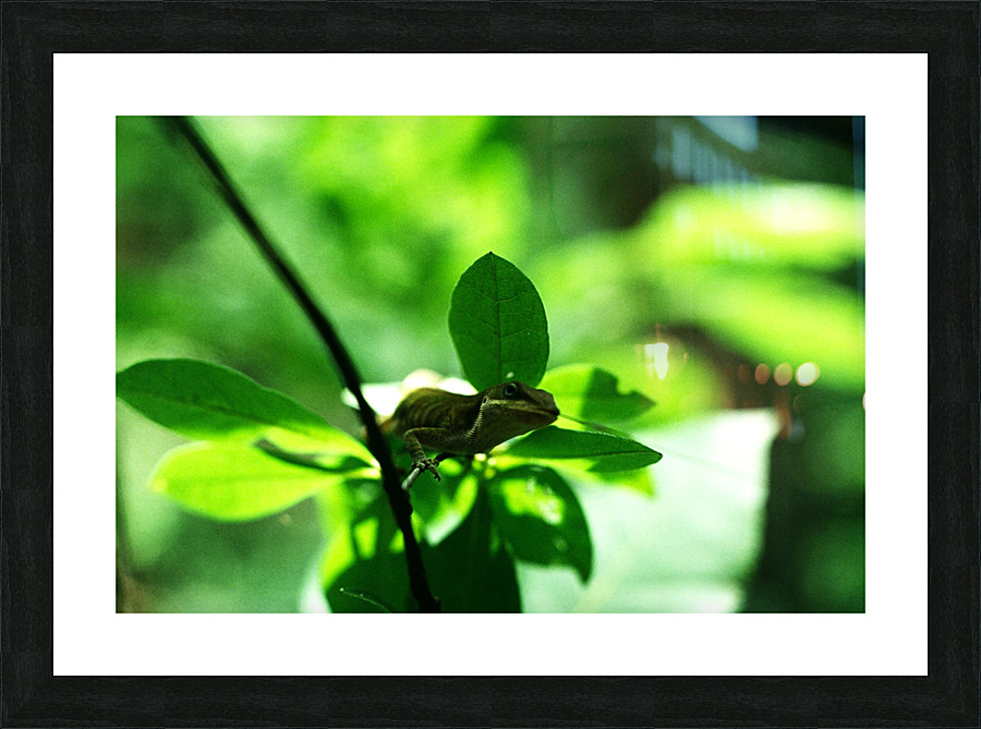 Cought a Bug Picture Frame print