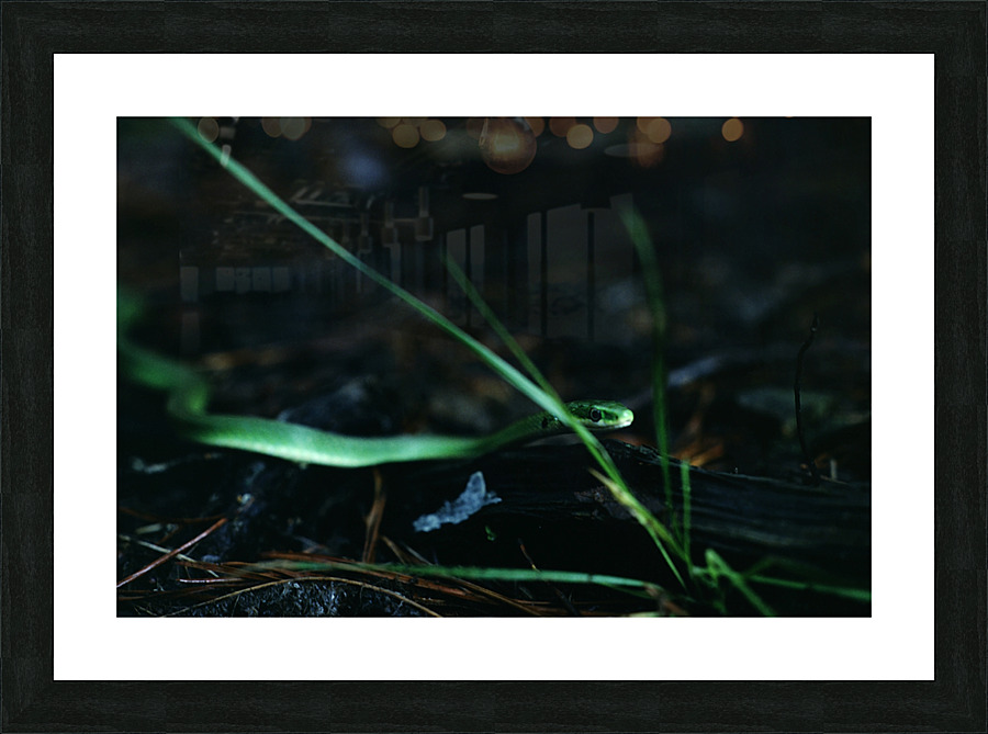 Rough Green Snake Picture Frame print