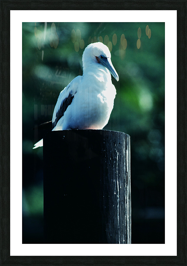 Red Footed Booby Picture Frame print