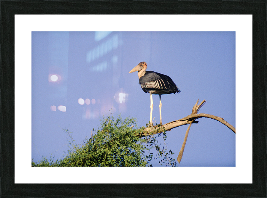 Marabou Stork Picture Frame print