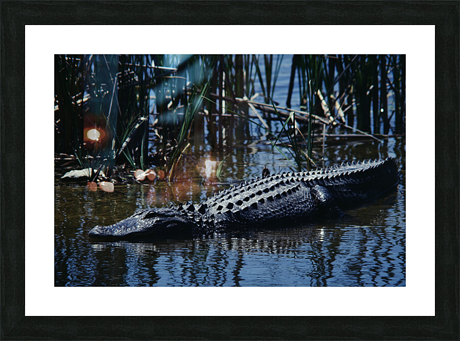 American Alligator Picture Frame print
