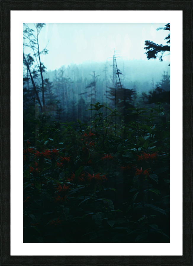Bee Balm Mountains Picture Frame print