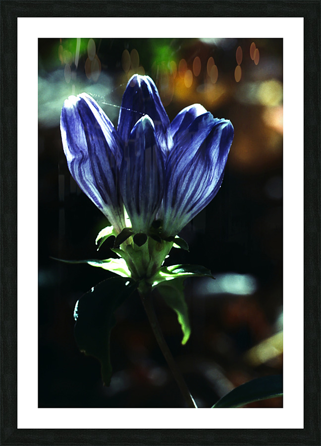 Bottle Gentiana Picture Frame print