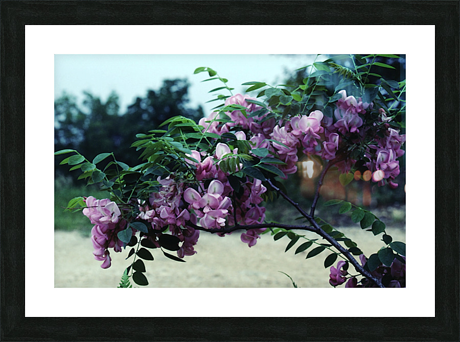 Bristly Locust Picture Frame print