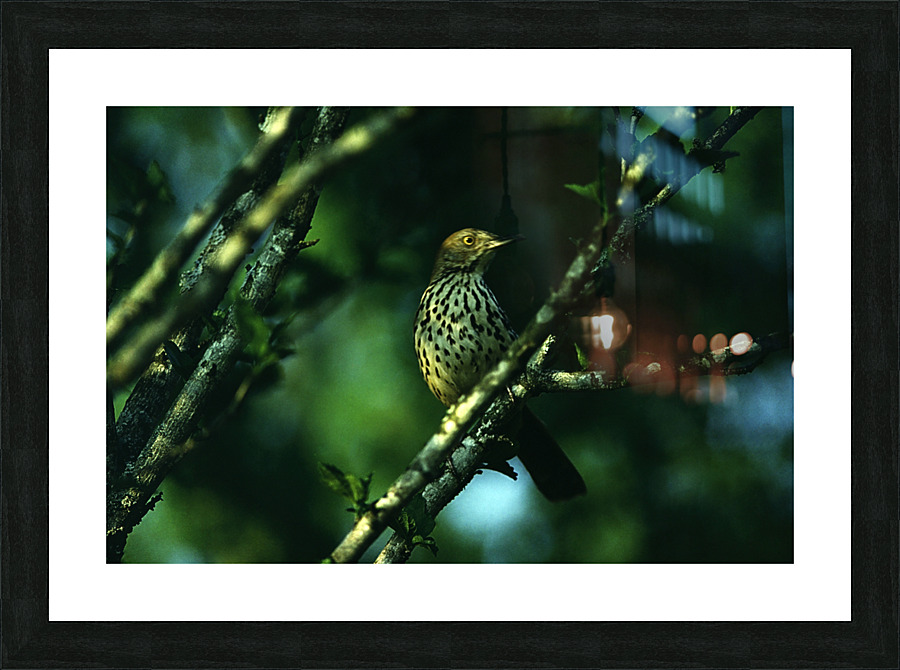 Brown Thrasher Picture Frame print