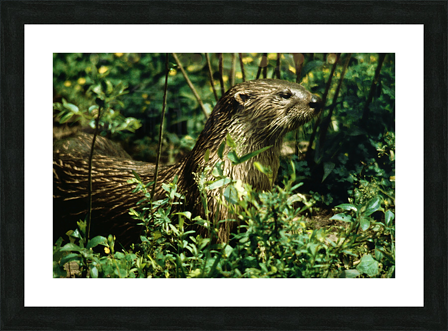 Calm Otter Picture Frame print