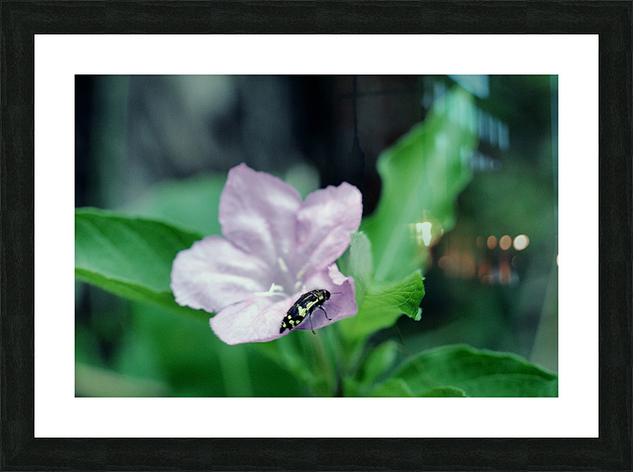 Deadly Pink Picture Frame print