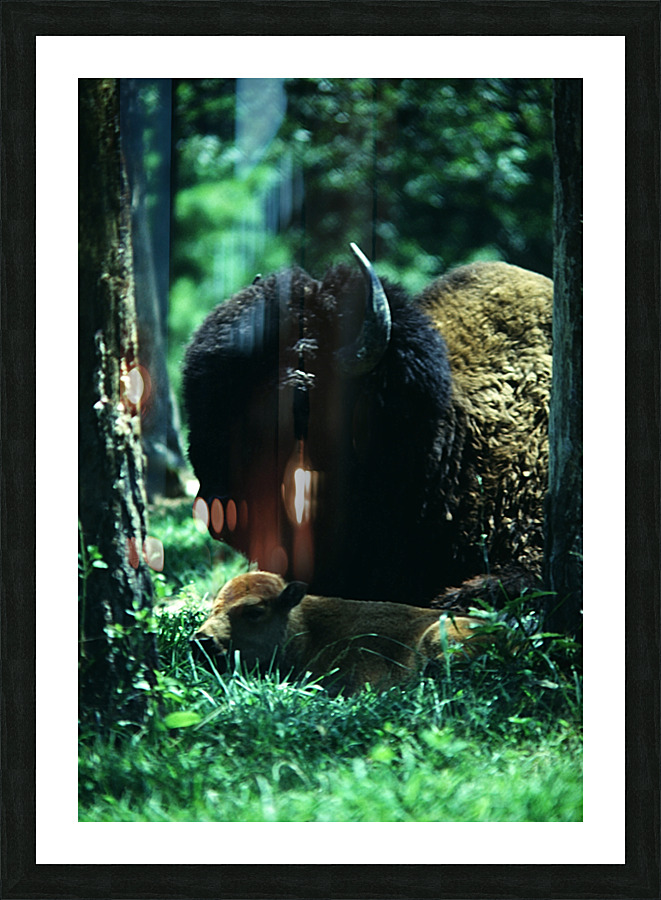 Forest Bision Picture Frame print