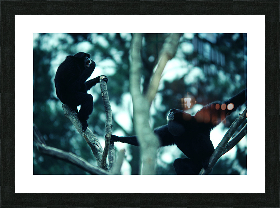 Howler Monkey Picture Frame print